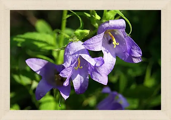 Картина в раме - bell flower - Колокольчик
