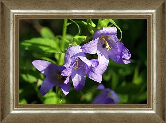 Картина в раме - bell flower - Колокольчик
