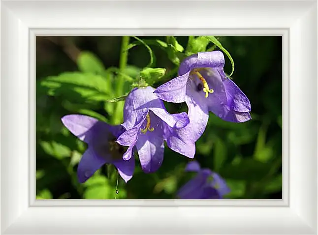 Картина в раме - bell flower - Колокольчик
