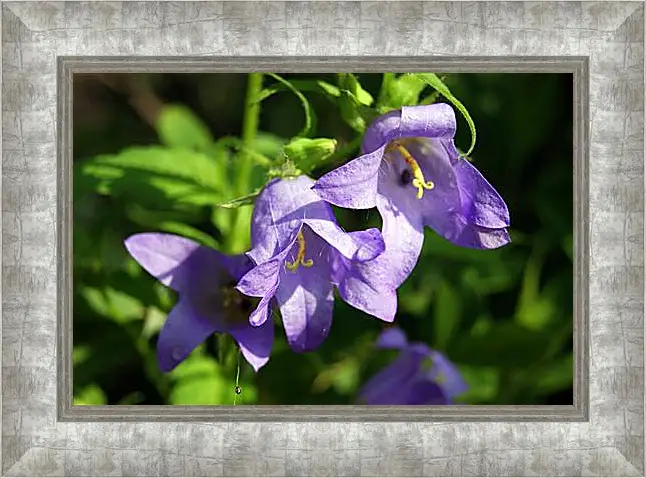 Картина в раме - bell flower - Колокольчик
