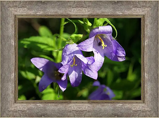 Картина в раме - bell flower - Колокольчик
