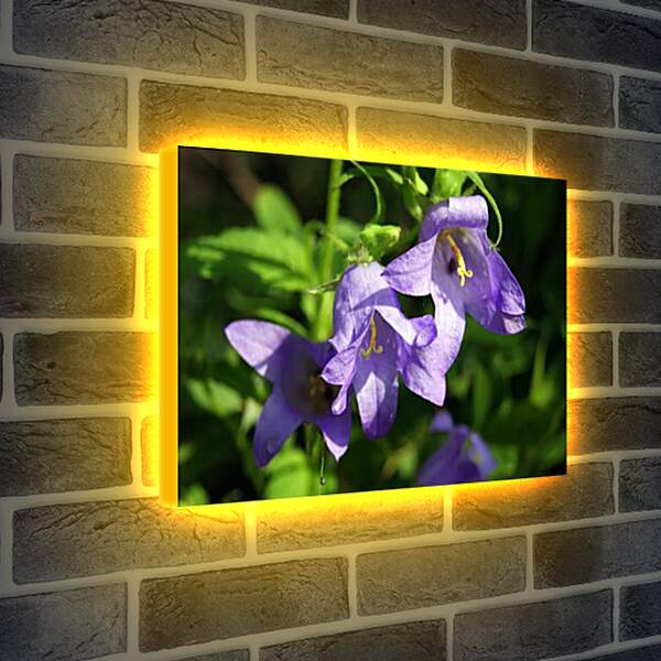 Лайтбокс световая панель - bell flower - Колокольчик
