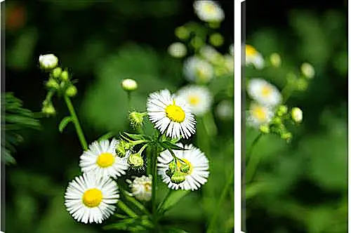 Модульная картина - Camomile - Ромашка
