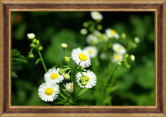 Картина в раме - Camomile - Ромашка
