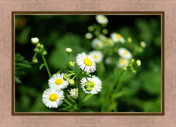 Картина в раме - Camomile - Ромашка
