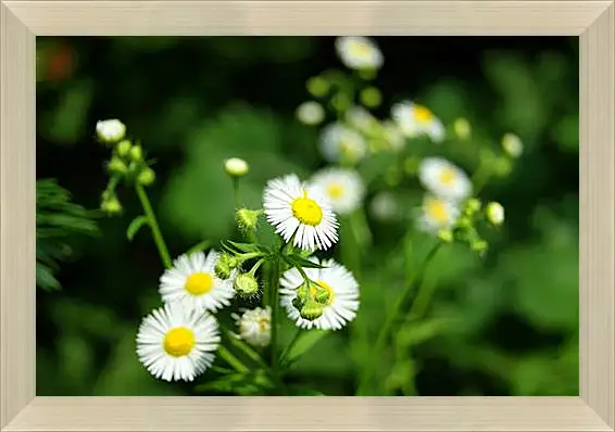 Картина в раме - Camomile - Ромашка
