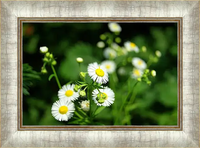 Картина в раме - Camomile - Ромашка
