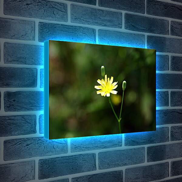 Лайтбокс световая панель - flos -oris - Цветок
