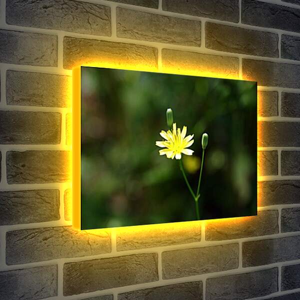 Лайтбокс световая панель - flos -oris - Цветок

