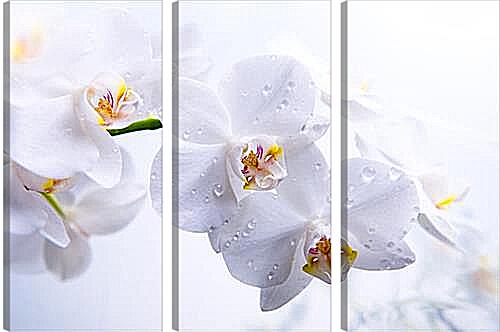 Модульная картина - Orchid - Орхидея
