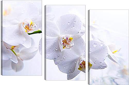 Модульная картина - Orchid - Орхидея
