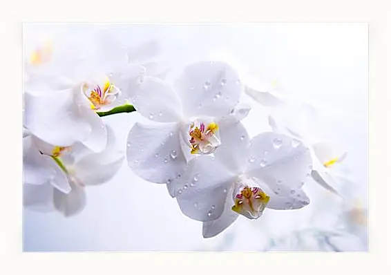 Картина в раме - Orchid - Орхидея
