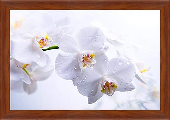 Картина в раме - Orchid - Орхидея
