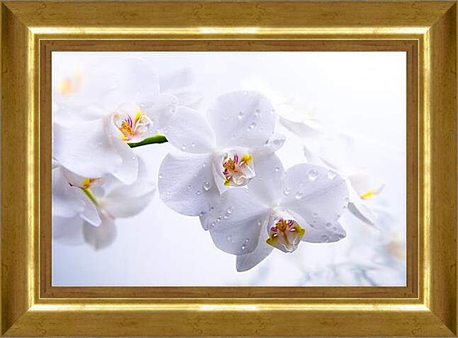 Картина в раме - Orchid - Орхидея
