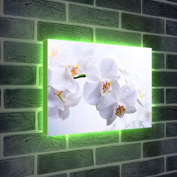 Лайтбокс световая панель - Orchid - Орхидея
