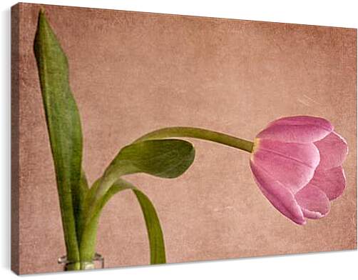 Постер и плакат - tulip - тюльпан
