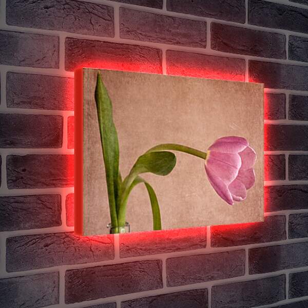 Лайтбокс световая панель - tulip - тюльпан

