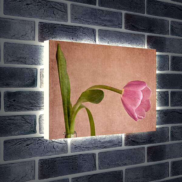 Лайтбокс световая панель - tulip - тюльпан

