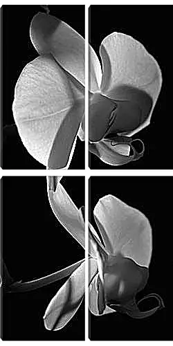 Модульная картина - Орхидеи