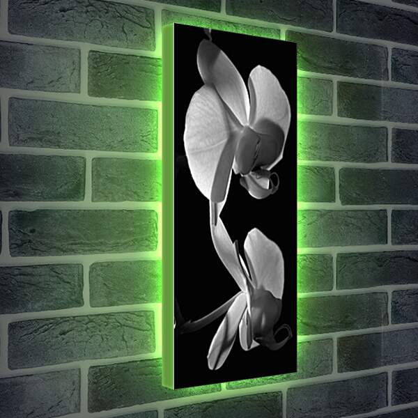 Лайтбокс световая панель - Орхидеи