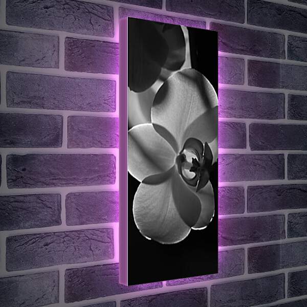 Лайтбокс световая панель - Орхидеи