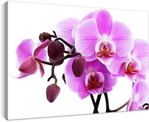 Постер и плакат - орхидея
