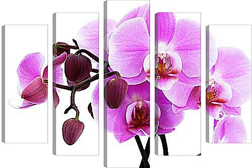 Модульная картина - орхидея
