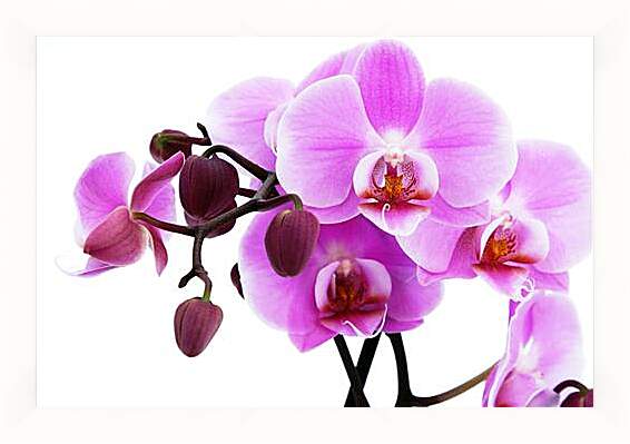 Картина в раме - орхидея
