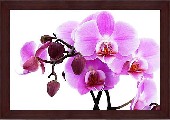 Картина в раме - орхидея
