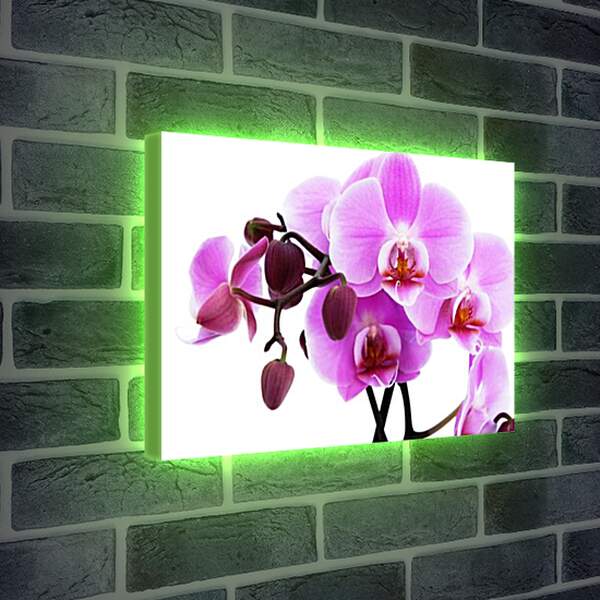 Лайтбокс световая панель - орхидея
