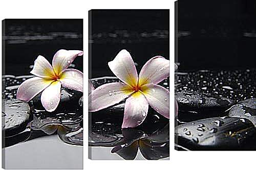 Модульная картина - Flowers - Цветы на черных камнях
