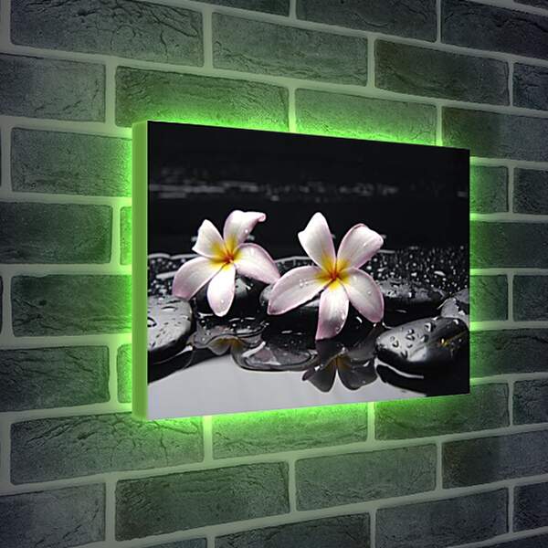 Лайтбокс световая панель - Flowers - Цветы на черных камнях
