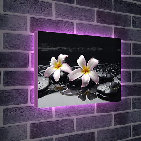 Лайтбокс световая панель - Flowers - Цветы на черных камнях
