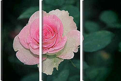 Модульная картина - Roza - Роза
