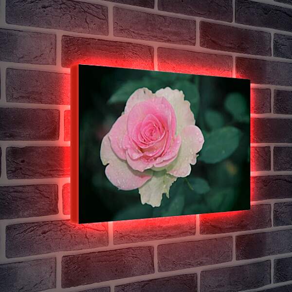 Лайтбокс световая панель - Roza - Роза
