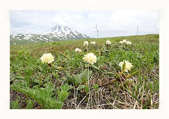 Картина в раме - Rhodod&#233