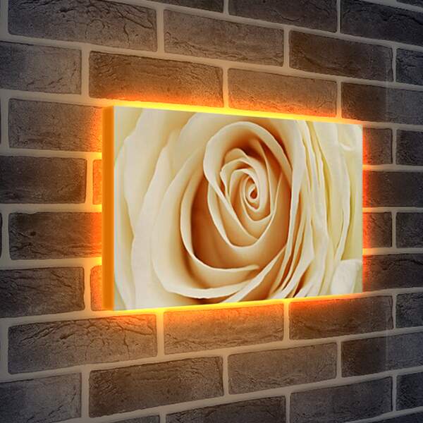 Лайтбокс световая панель - роза
