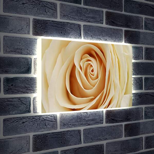 Лайтбокс световая панель - роза
