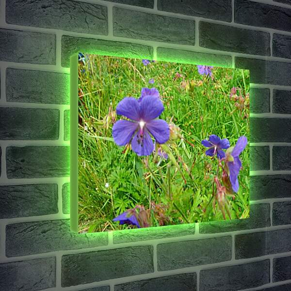Лайтбокс световая панель - Полевые цветы
