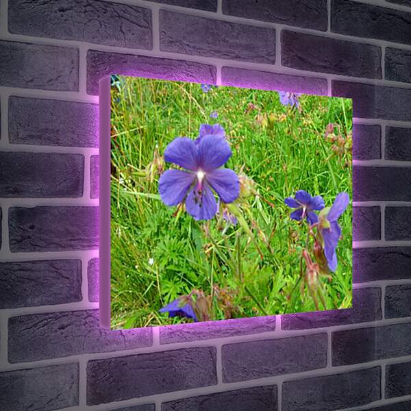 Лайтбокс световая панель - Полевые цветы
