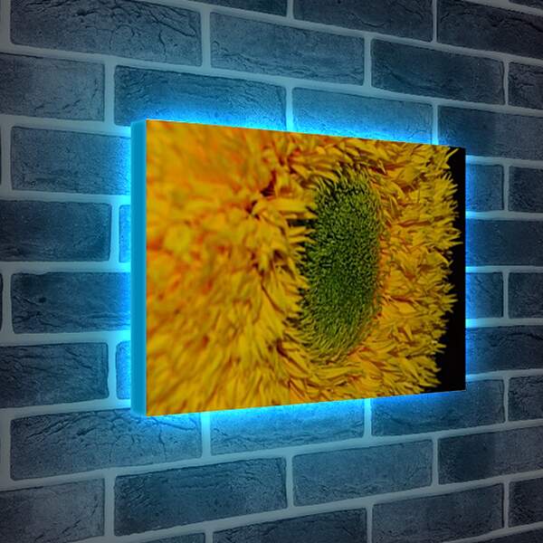 Лайтбокс световая панель - flower1 - Подсолнух
