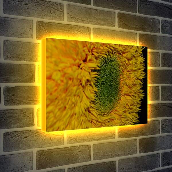 Лайтбокс световая панель - flower1 - Подсолнух
