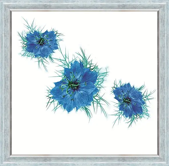 Картина в раме - cornflower on white - Васильки на белом
