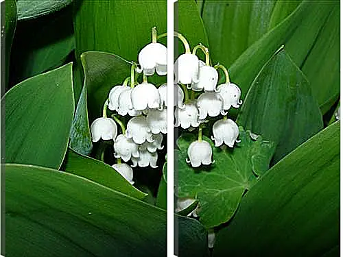 Модульная картина - lilies of the valley - Ладыши
