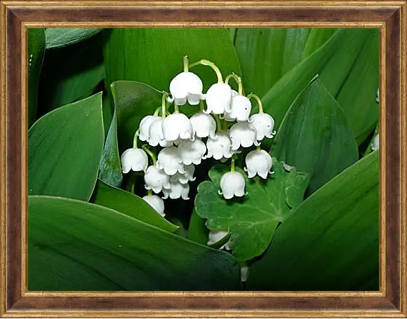 Картина в раме - lilies of the valley - Ладыши
