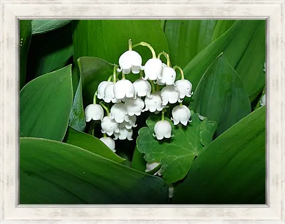 Картина в раме - lilies of the valley - Ладыши
