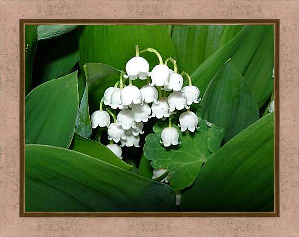 Картина в раме - lilies of the valley - Ладыши
