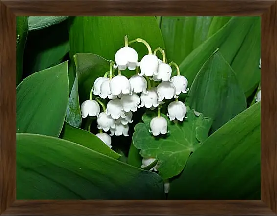 Картина в раме - lilies of the valley - Ладыши
