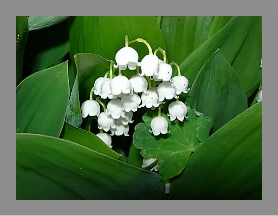 Картина в раме - lilies of the valley - Ладыши
