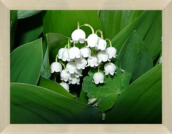 Картина в раме - lilies of the valley - Ладыши
